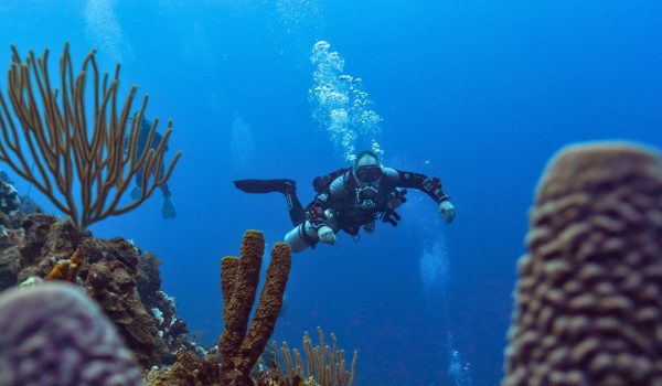 bonaire-immersioni-mergulho (2)